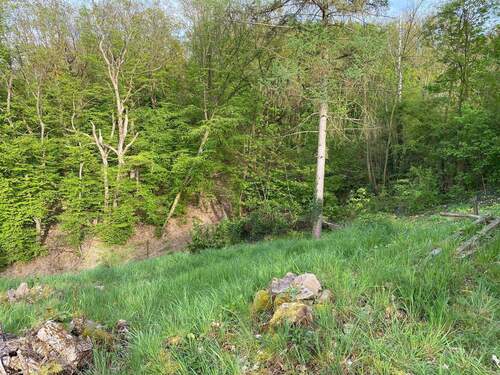 Ansicht Grundstück - Einfamilienhaus in Meißen zum Kaufen