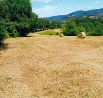 Waldwiesengrundstück in Viernau auf dem Fußberg