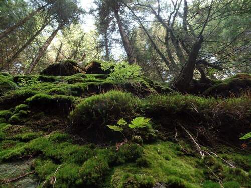 ...umgeben von schönster Natur... - Grundstück in Freital
