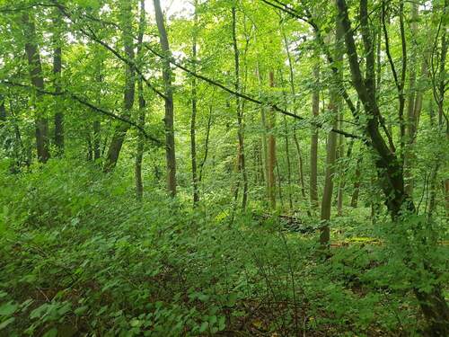 IMG-20250912-WA0013.jpg - Grundstück zum Kaufen in Erfurt