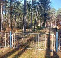 Attraktives Erholungsgrundstück mit Bestandsgebäuden in Borkheide mit viel Potential