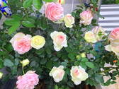 Bild 22 - 