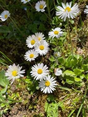 .. einen eigenen Garten ! - 
