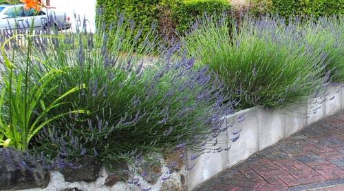 Lavendel vorm Haus - 