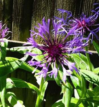 Bild 1 - SCHÖNES HAUS FÜR MITARBEITERUNTERBRINGUNG, 5 Schlafzi, 3 Bäder, 4 WC