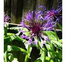 Einfamilienhaus nur gewerbliche Vermietung z.B. an caritative, gemeinnützige Organisationen - Wangen im Allgäu