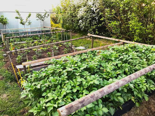 Gemüsegarten - 