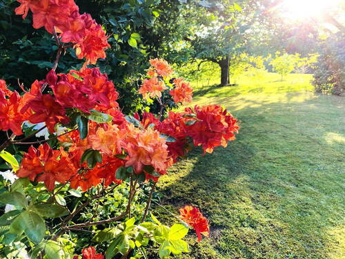 Garten Frühjahr - 