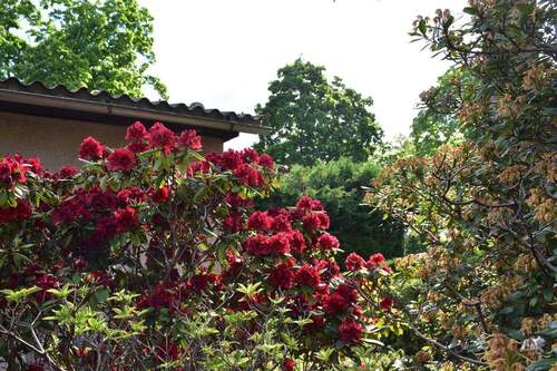 Bepflanzungen auf dem Grundstück - 3 Zimmer Bungalow zum Kaufen in Königs Wusterhausen / Zeesen