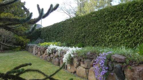 Frühblüher als Blickfang im Garten - 