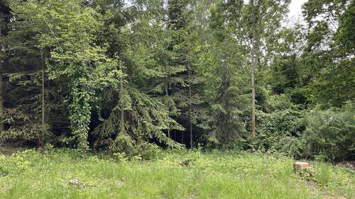 Bäume am Grundstücksende - 