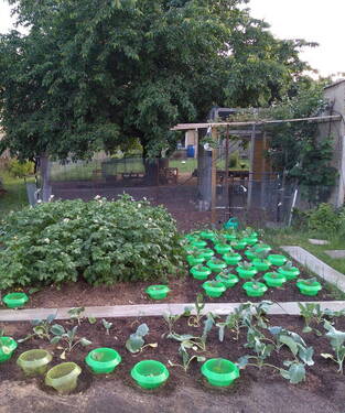 Gemüsegarten - 