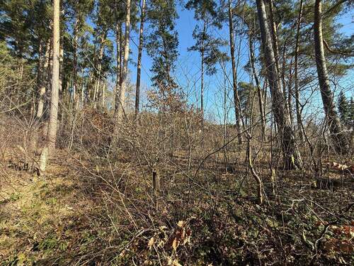 Bild 2 - Grundstück zum Kaufen in Hitzacker (Elbe)