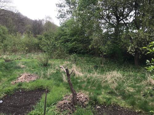 Blick ins Grundstück - Grundstück in Werdau zum Kaufen