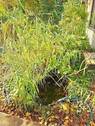 21) kleiner Teich (mit Fische) - 