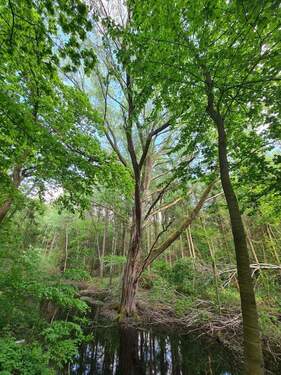 Detailaufnahme - Grundstück zum Kaufen in Rastede