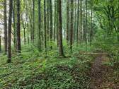 Wald - 