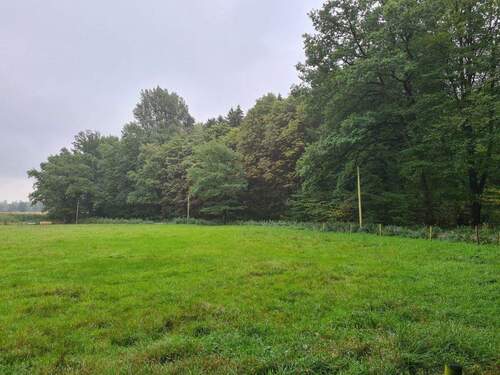 Blick vom Feld aus auf das Waldgrundstück - 