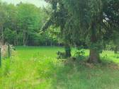 Hinterer Garten 1.jpeg - 