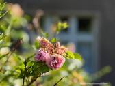 Förmlich im Dornröschenschlaf - Zum Wachküssen: Grundstück bzw. Haus in Panketal an der Dranse