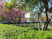 Innenhof im Frühling - 