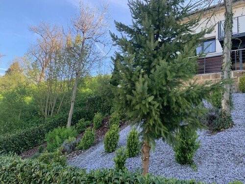 Viel Grün um das Haus - 