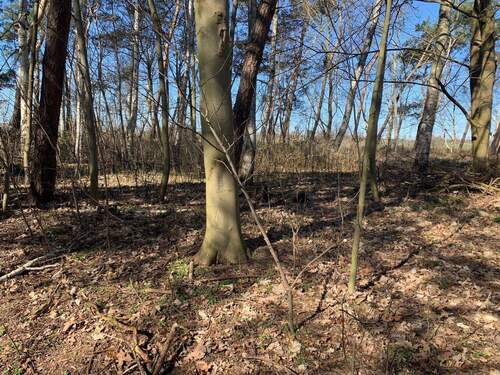 Eigener Wald am Haus - 