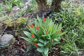 Fruehlingsboten - 