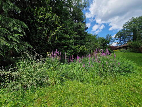 Grundstück Blick Nord auf Haus - Grundstück in Hofheim am Taunus - Langenhain