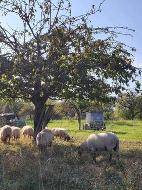 Ihre Nachbarn auf dem Feld - 