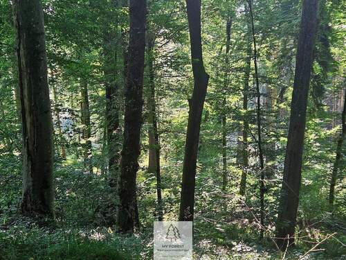 waldverkauf-krumbach_15.jpg - 