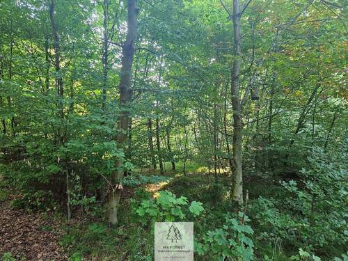 waldverkauf-krumbach_17.jpg - 