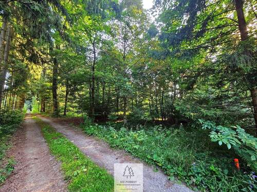 waldverkauf-krumbach_18.jpg - 