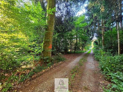 waldverkauf-krumbach_19.jpg - 