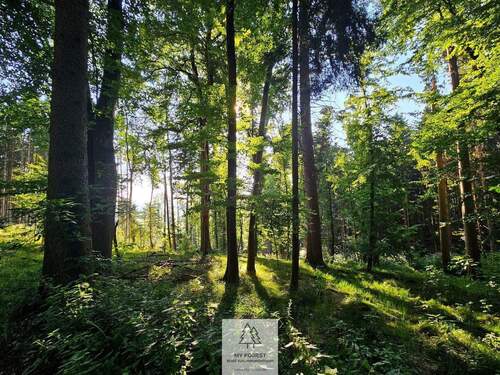 waldverkauf-krumbach_04.jpg - Grundstück in Ursberg zum Kaufen