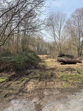 Grundstück - Grundstück zum Kaufen in Halle (Saale)