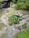 Gartenteich - 