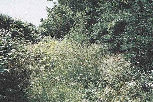 Ansicht hinterer Gartenbereich - 4 Zimmer Doppelhaushälfte in Jüchen