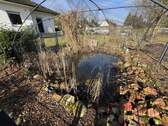 Gartenteich - 