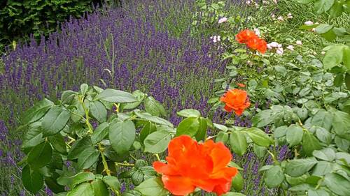 Lavendel schnuppern - 