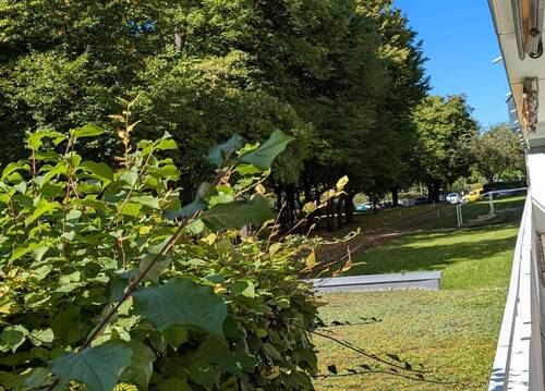 Gartenanlage - 