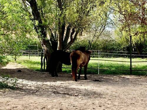 Hausstall Paddock - 