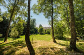Waldstück - 
