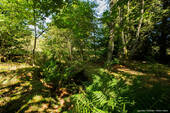 Bachlauf - 