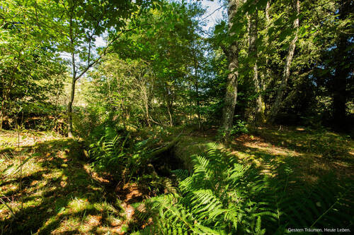 Bachlauf - 