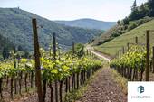 Siefersheimer Weinberge - 