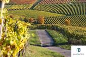 Siefersheimer Weinberge - 