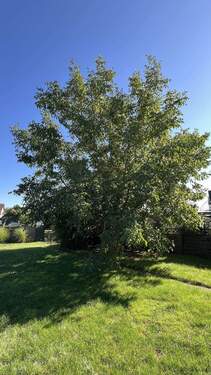 Gemütlichkeit unterm Walnußbau - 