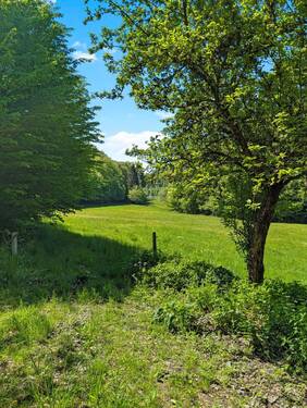Weidefläche - Werz Immobilien - 