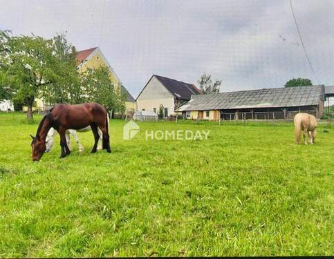 Weide - 
